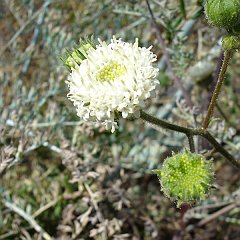 chaenactis artemisiifolia